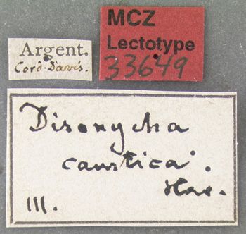 Media type: image;   Entomology 33649 Aspect: labels